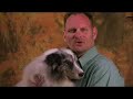 A Celebration of Shelter Animals