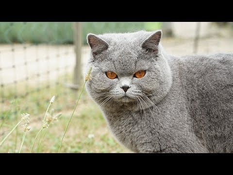How to Care for a British Shorthair Cat - Feeding Your Cat