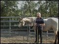 Horse Tricks - Bow Horse Tricks - Bow