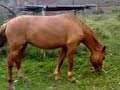 A horse with no name!