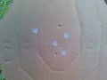 TANFOGLIO IPSC - Practice Session