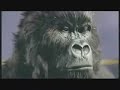 Gorilla Drummer