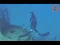 Freedive