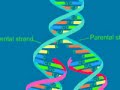 Replication, Transcription, and Translation