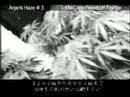Green House Arjan's Haze #3 Grow with Japanese Subtitles Green House Arjan's Haze #3 Grow with Japanese Subtitles