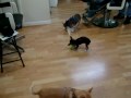 Video Of Daisy.MOV