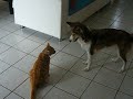 aprés on dira que les chiens et chats ne fond pas bon ménage