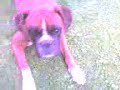 boxer vs mantide religiosa