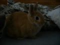 videos de Rabbit on bed (mala Zlatenka)