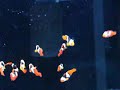 onyx percula clownfish