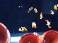 onyx percula clownfish