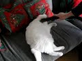 Gatto aspirato