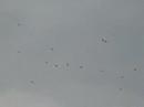 Moving Birds Moving Birds