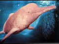 Top 10 Strangest Animals Top 10 Strangest Animals