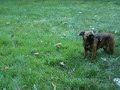 Brussels Griffons (short-haired) playing at the park Brussels Griffons (short-haired) playing at the park