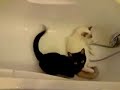Quart d'heure de folie dans la baignoire