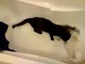 videos de Quart d'heure de folie dans la baignoire
