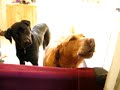 Two Dogs Howling at the Bagpipes