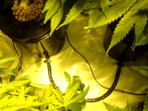 how to express a lemon