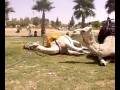videos de CAMMELLI (MAROCCO 2008)