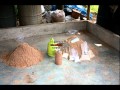 Budidaya Jamur Tiram or Oyster Mushroom Cultivation