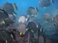 snorkeling @ hanauma bay - oahu, hawaii