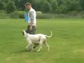 Guinness Schutzhund 1 OB