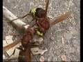 Wild-wasps