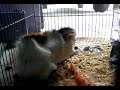 Mi cobaya Leira Rascandose como perro...