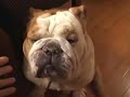 Bulldog Google Lee at home