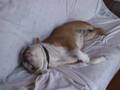 Bulldog Google Lee at home