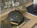 tortuga cegata