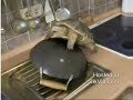 tortuga cegata