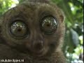 YouTube dieren filmpje hypnose animal hypnosis YouTube dieren filmpje hypnose animal hypnosis