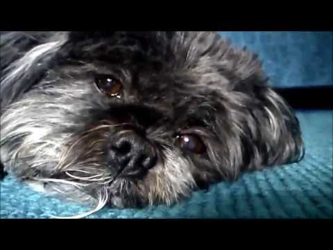 how to care for a lhasa apso puppy