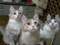 [ネコ]BGMに合わせて、ノリノリの首振りを見せる猫がいっぱい。のサムネイル1