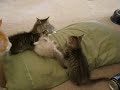 Munchkin kittens 2 Munchkin kittens 2