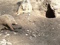 Playing Meerkats