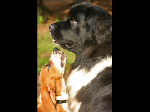 Floyd the Basset Hound