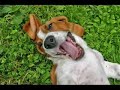 Floyd the Basset Hound Floyd the Basset Hound