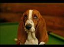 Basset Hound video