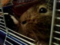 Two hungry guinea pigs doing everything for food II