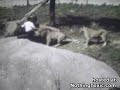 Lion attack!