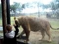 Funny: Lion Attack!