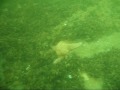 New Jersey Video