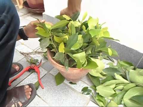 how to grow ficus