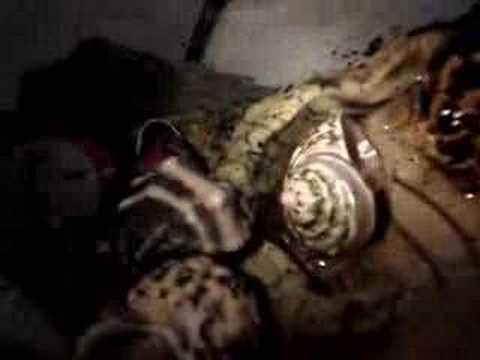 Chapter 2: Hermit Crab changing ...