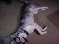 Q learns to play dead