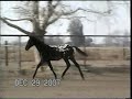 Confetti Farms 07 foals