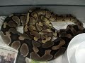 ancestrale x enchi by MCS ancestrale x enchi by MCS